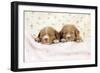 Nova Scotia Duck Tolling Retriever Puppies (6 Weeks)-null-Framed Photographic Print