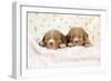 Nova Scotia Duck Tolling Retriever Puppies (6 Weeks)-null-Framed Photographic Print