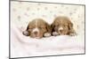 Nova Scotia Duck Tolling Retriever Puppies (6 Weeks)-null-Mounted Photographic Print