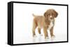 Nova Scotia Duck Tolling Retriever Puppy (8 Weeks)-null-Framed Stretched Canvas