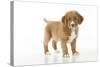 Nova Scotia Duck Tolling Retriever Puppy (8 Weeks)-null-Stretched Canvas