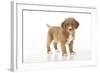 Nova Scotia Duck Tolling Retriever Puppy (8 Weeks)-null-Framed Photographic Print