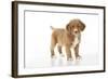 Nova Scotia Duck Tolling Retriever Puppy (8 Weeks)-null-Framed Photographic Print