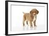 Nova Scotia Duck Tolling Retriever Puppy (8 Weeks)-null-Framed Photographic Print