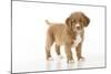 Nova Scotia Duck Tolling Retriever Puppy (8 Weeks)-null-Mounted Photographic Print