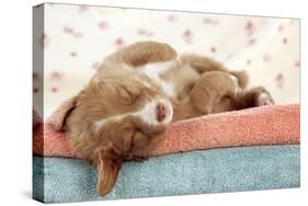 Nova Scotia Duck Tolling Retriever Puppy-null-Stretched Canvas