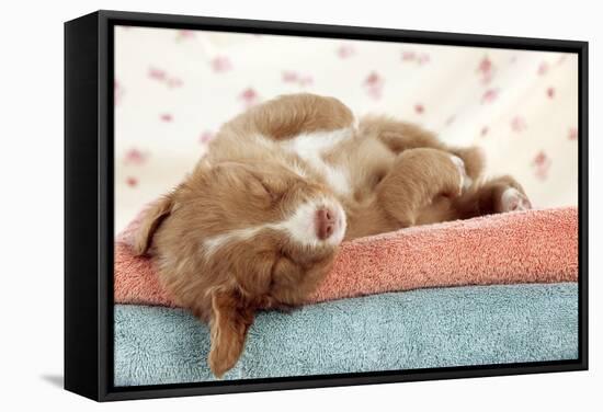 Nova Scotia Duck Tolling Retriever Puppy-null-Framed Stretched Canvas