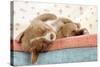 Nova Scotia Duck Tolling Retriever Puppy-null-Stretched Canvas