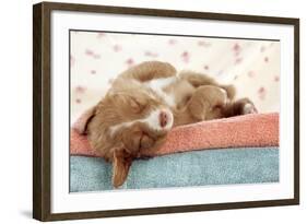 Nova Scotia Duck Tolling Retriever Puppy-null-Framed Photographic Print