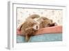 Nova Scotia Duck Tolling Retriever Puppy-null-Framed Photographic Print