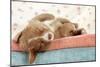 Nova Scotia Duck Tolling Retriever Puppy-null-Mounted Photographic Print