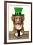 Nova Scotia Duck Tolling Retriever Sitting-null-Framed Photographic Print