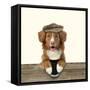 Nova Scotia Duck Tolling Retriever Wearing-null-Framed Stretched Canvas