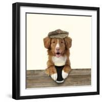 Nova Scotia Duck Tolling Retriever Wearing-null-Framed Photographic Print