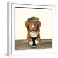 Nova Scotia Duck Tolling Retriever Wearing-null-Framed Photographic Print