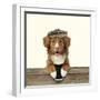 Nova Scotia Duck Tolling Retriever Wearing-null-Framed Photographic Print