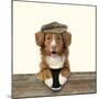 Nova Scotia Duck Tolling Retriever Wearing-null-Mounted Photographic Print