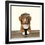 Nova Scotia Duck Tolling Retriever Wearing-null-Framed Photographic Print