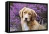 Nova Scotia Duck Tolling Retriever-null-Framed Stretched Canvas