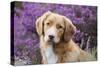 Nova Scotia Duck Tolling Retriever-null-Stretched Canvas