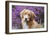 Nova Scotia Duck Tolling Retriever-null-Framed Photographic Print