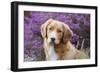 Nova Scotia Duck Tolling Retriever-null-Framed Photographic Print