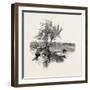 Nova Scotia, Pictou, Canada, Nineteenth Century-null-Framed Giclee Print