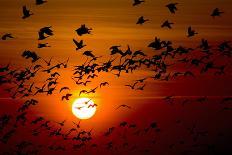 Barnacle Goose (Branta Leucopsis) Flock in Flight at Sunset, Westerhever, Germany, April 2009-Novák-Photographic Print