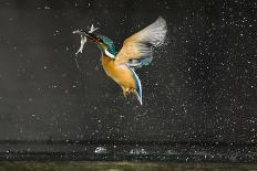 Kingfisher (Alcedo Atthis) in Flight Carrying Fish, Balatonfuzfo, Hungary, January 2009-Novák-Framed Photographic Print