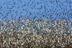 Barnacle Goose (Branta Leucopsis) Flock in Flight at Sunset, Westerhever, Germany, April 2009-Novák-Photographic Print