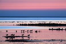 Barnacle Goose (Branta Leucopsis) Flock in Flight at Sunset, Westerhever, Germany, April 2009-Novák-Photographic Print