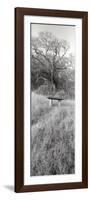 Novato Oak-Alan Blaustein-Framed Photographic Print