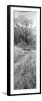 Novato Oak-Alan Blaustein-Framed Photographic Print