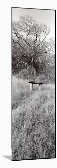 Novato Oak-Alan Blaustein-Mounted Photographic Print