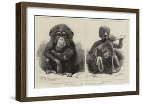 Novelties at the Zoological Gardens-null-Framed Giclee Print