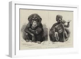 Novelties at the Zoological Gardens-null-Framed Giclee Print