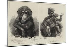 Novelties at the Zoological Gardens-null-Mounted Giclee Print