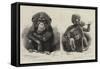 Novelties at the Zoological Gardens-null-Framed Stretched Canvas