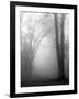 November Fog-Nicholas Bell-Framed Photographic Print