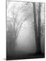 November Fog-Nicholas Bell-Mounted Photographic Print