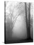 November Fog-Nicholas Bell-Stretched Canvas