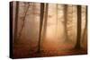 November Forest-Norbert Maier-Stretched Canvas