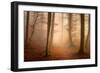 November Forest-Norbert Maier-Framed Premium Giclee Print