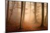 November Forest-Norbert Maier-Mounted Premium Giclee Print