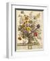 November, from 'twelve Months of Flowers' by Robert Furber (C.1674-1756) Engraved by Henry Fletcher-Pieter Casteels-Framed Giclee Print