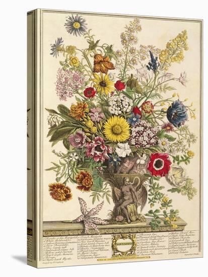November, from 'twelve Months of Flowers' by Robert Furber (C.1674-1756) Engraved by Henry Fletcher-Pieter Casteels-Stretched Canvas
