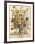 November, from 'twelve Months of Flowers' by Robert Furber (C.1674-1756) Engraved by Henry Fletcher-Pieter Casteels-Framed Giclee Print