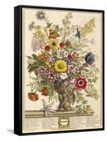 November, from 'twelve Months of Flowers' by Robert Furber (C.1674-1756) Engraved by Henry Fletcher-Pieter Casteels-Framed Stretched Canvas