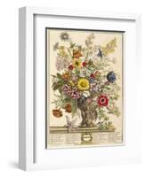 November, from 'twelve Months of Flowers' by Robert Furber (C.1674-1756) Engraved by Henry Fletcher-Pieter Casteels-Framed Premium Giclee Print