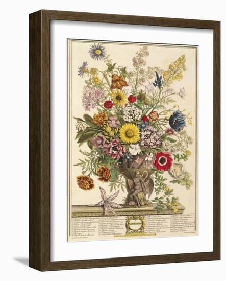 November, from 'twelve Months of Flowers' by Robert Furber (C.1674-1756) Engraved by Henry Fletcher-Pieter Casteels-Framed Giclee Print